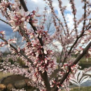 Cercis canadensis 'Sjo' 