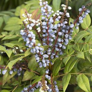 Mahonia eurybracteata 'Marvel' 