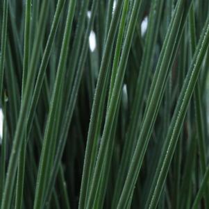 Juncus inflexus 'Blue Arrow' 