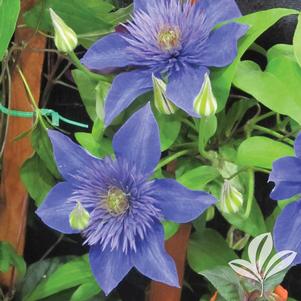 Clematis 'Multi Blue' 