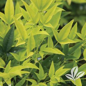 Nandina domestica 'Lemon Lime' 