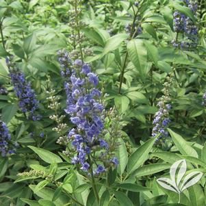 Vitex agnus-castus 'SMVACBD' 