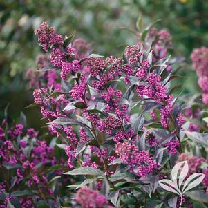 Callicarpa x 'NCCX2' 