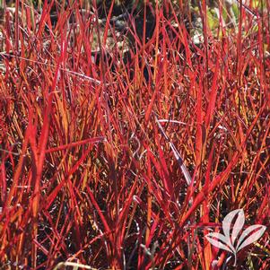 Andropogon gerardii 'Red October' 