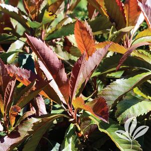 Eriobotrya japonica 'Coppertone' 