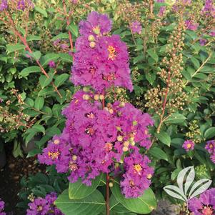 Lagerstroemia speciosa 'Tropical Purple' 