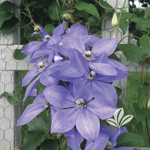 Clematis 'Elsa Spath' 