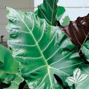 Alocasia 'Mayan Mask' 