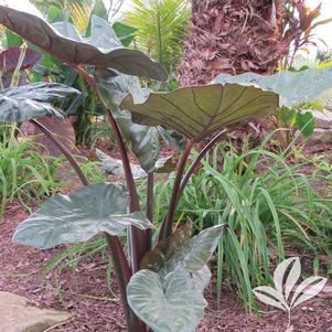 Alocasia sarawakensis 'Yucatan Princess' 