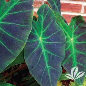 Colocasia esculenta var. antiquorum 'Illustris' 