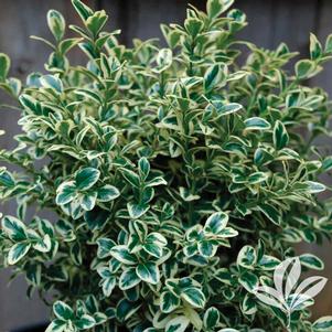 Buxus sempervirens 'Variegata' 