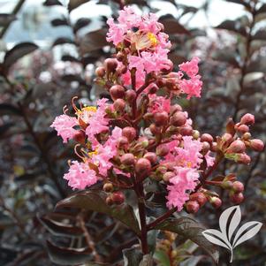 Lagerstroemia x 'Ebony Rose' 