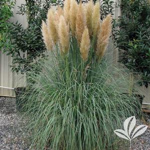 Cortaderia selloana 'Blue Bayou' 