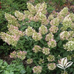 Hydrangea paniculata 'Dolly' 