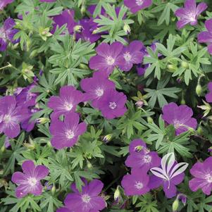 Geranium sanguineum 'Max Frei' 