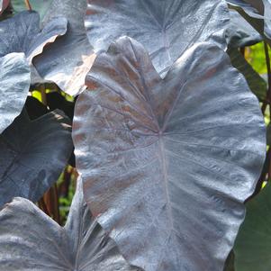 Colocasia 'Painted Black Gecko' 