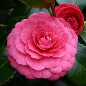 Camellia japonica 'Imbricata' 