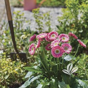 Gerbera 'Garsweetmemo' 