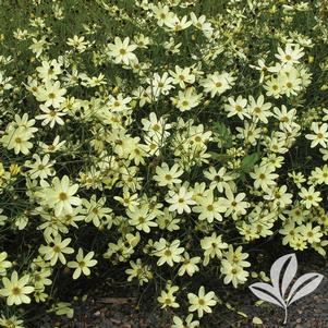 Coreopsis verticillata 'Moonbeam' 