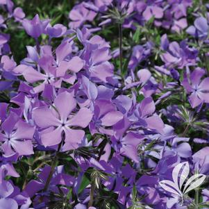 Phlox hybrida 'PHL091601' 