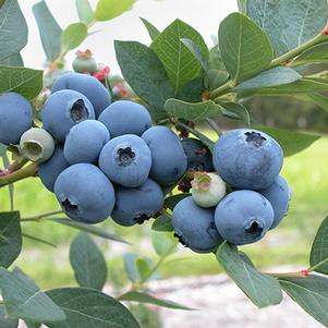 Vaccinium 'Sweetheart' 