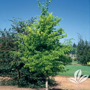 Celtis occidentalis 'JFS-KSU1' 