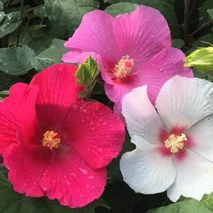 Hibiscus 'Happa Red', 'Happa Pink', 'Happa White' 