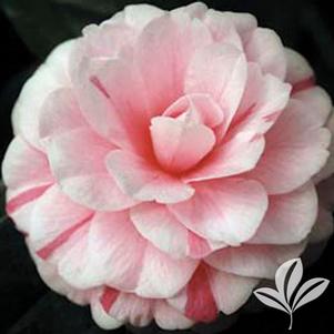 Camellia japonica 'April Dawn' 