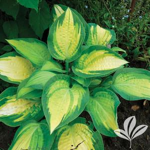 Hosta 'Orange Marmalade' 