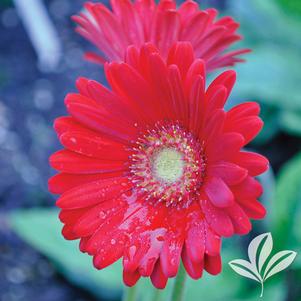 Gerbera 'Garrachel' 