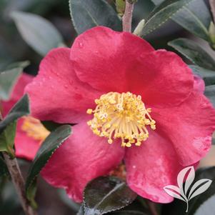 Camellia sasanqua 'Yuletide Candle' 