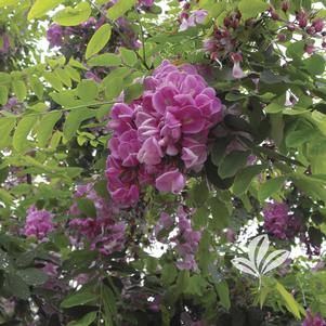 Robinia x 'Purple Robe' 