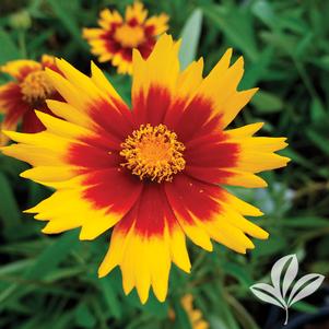 Coreopsis 'Baluptgonz' 