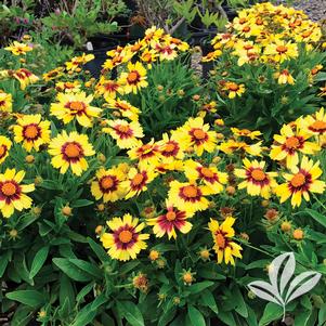 Coreopsis 'Baluptowed' 