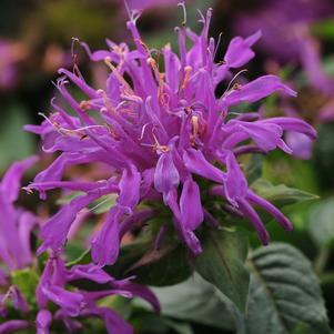 Monarda didyma 'Balbalmac' 