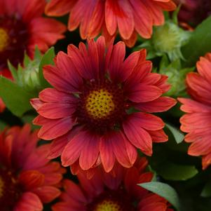 Gaillardia x grandiflora 'Mesa Red' 