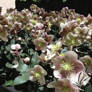 Helleborus x ballardiae 'COSEH 930' 