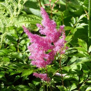 Astilbe 'Fireberry' 