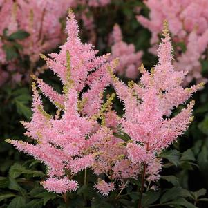 Astilbe x 'Verssalmon' 