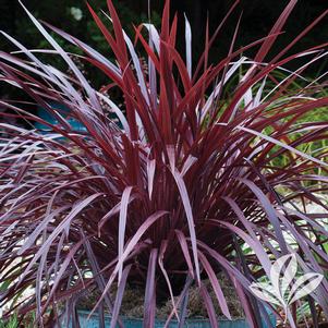 Cordyline 'ROMA06' 