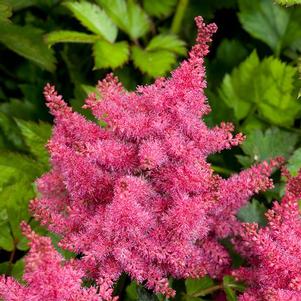 Astilbe 'Versraspberry' 