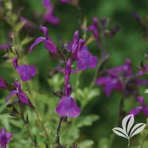 Salvia greggii 'Balmirdepur' 