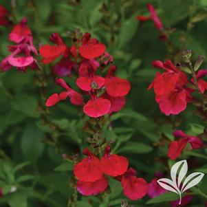 Salvia greggii 'Balmircher' 