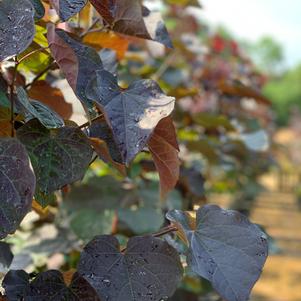 Cercis canadensis 'JN16' 