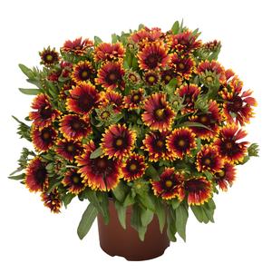 Gaillardia aristata 'Spintop Orange Halo' 