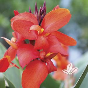 Canna x generalis 'Cannova Red Shades' 