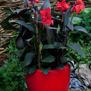 Canna x generalis 'Cannova Bronze Scarlet' 