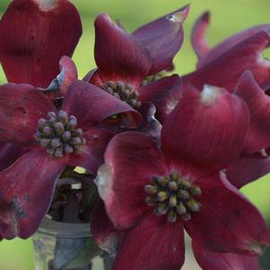 Cornus florida 'JN13' 