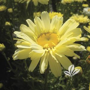 Leucanthemum x superbum 'Real Dream' 