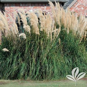 Cortaderia selloana 